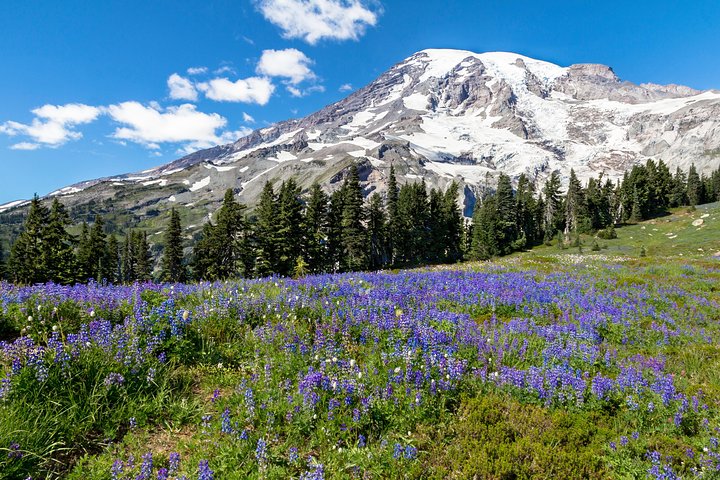 Private Mt Rainier National Park Highlights Tour