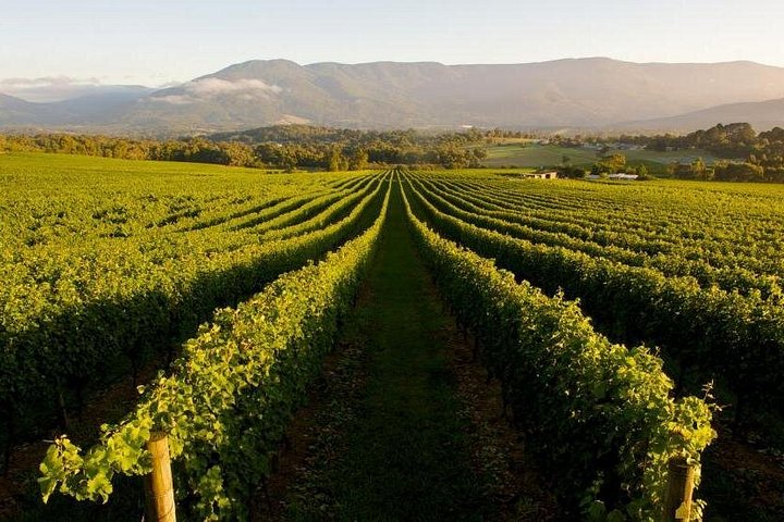 Half Day Swan Valley Walk and Fruit Orchard