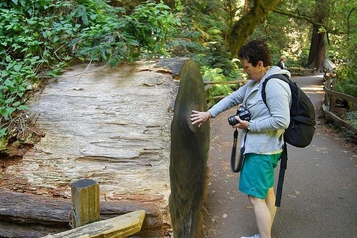 Shore Excursion: Guided Tour to Muir Woods and Sausalito