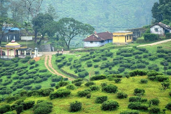 Explore The Rustic Life Of Thekkady With Lunch
