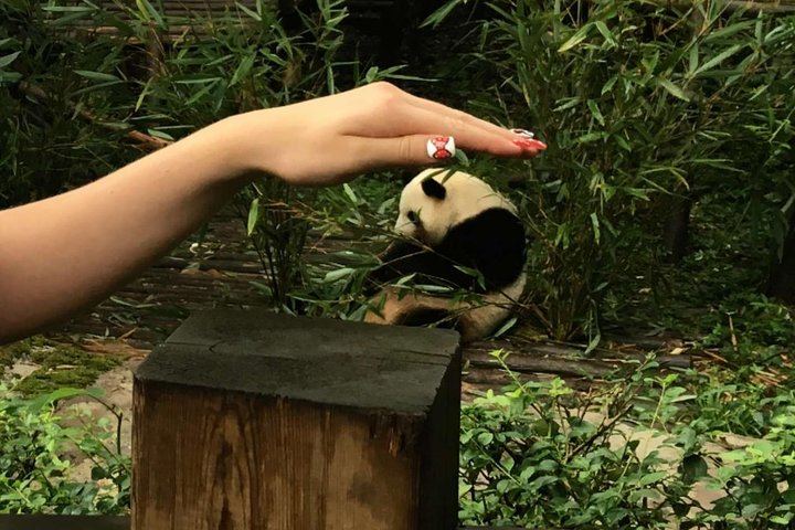 All Inclusive Chengdu Private Tour of Giant Panda and Buddha
