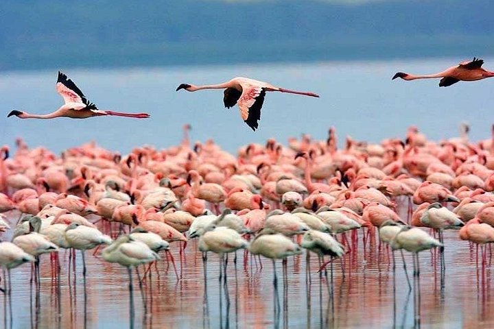 3-days safari in Tarangire, Lake Natron and Ngorongoro Crater