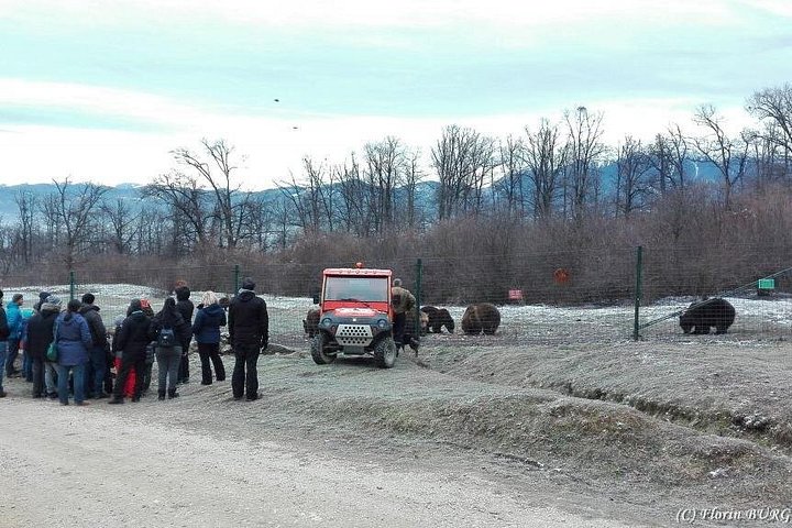 LiBEARty - the Brown Bear Sanctuary from Zarnesti