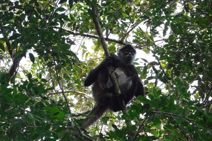 Wild Monkey 4-Hour Private Guided Tour