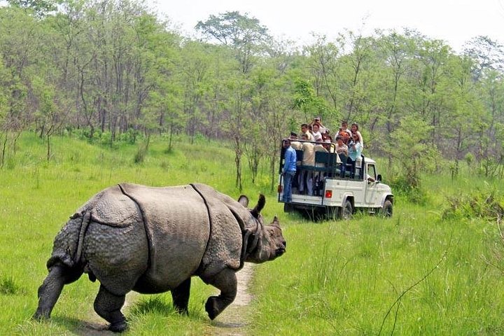 From Kathmandu/Pokhara: 3-Day All-Inclusive Chitwan Safari