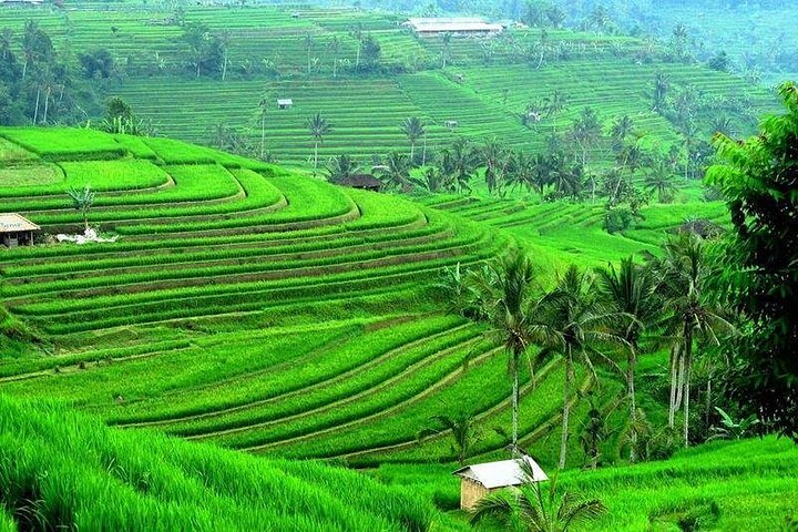Full Day Bali Natural Beauty and Lake Temple Tour