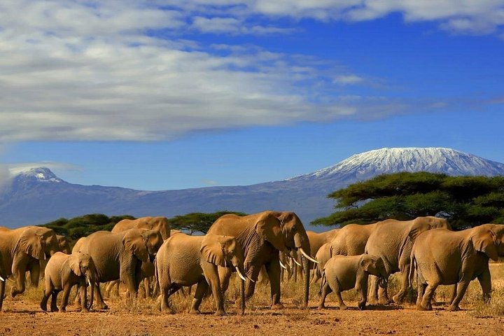 3 days, 2 nights safari to Amboseli National park from Nairobi