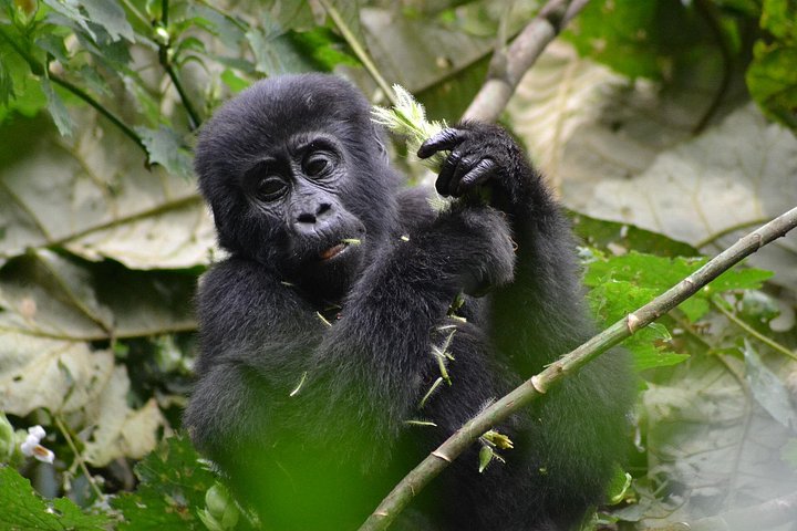 Fly in Gorilla Safari