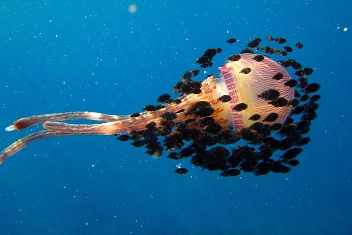 Deluxe Morning Snorkeling Adventure