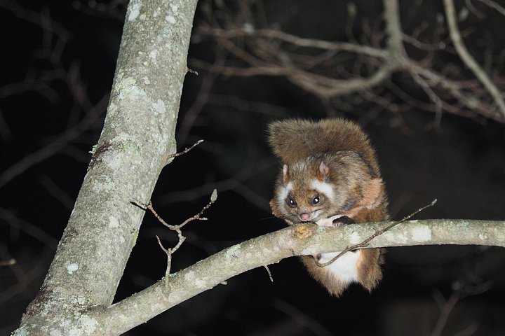 Wild Japanese Flying Squirrel Watching Tour in Nagano