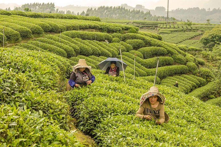 1 Day Tea Trip in Mount Mengding with Tea Making Experience