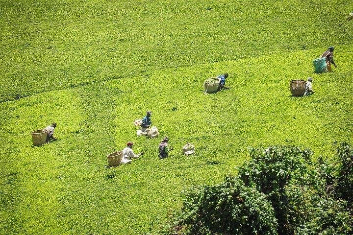 Day tour to Kiambethu tea farm in Limuru