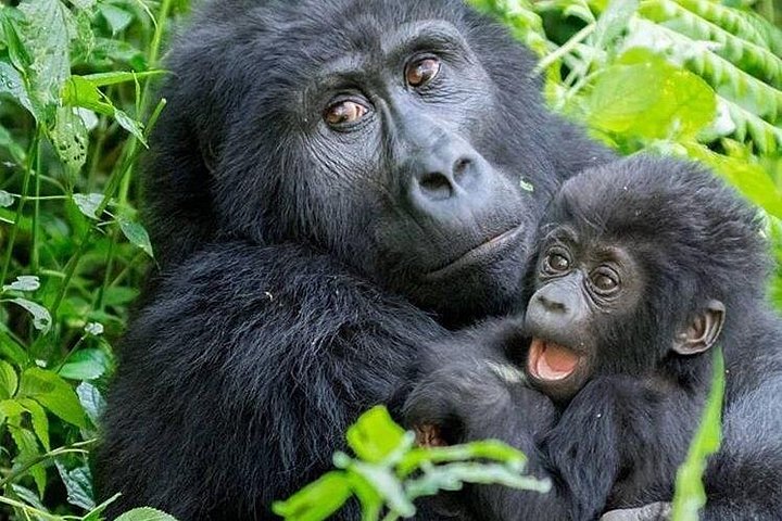 3 Day Gorilla Trekking Tour Through Rwanda