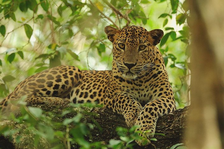 Wilpattu Safari Drive From Trincomalee, Nilaveli & Suburbs