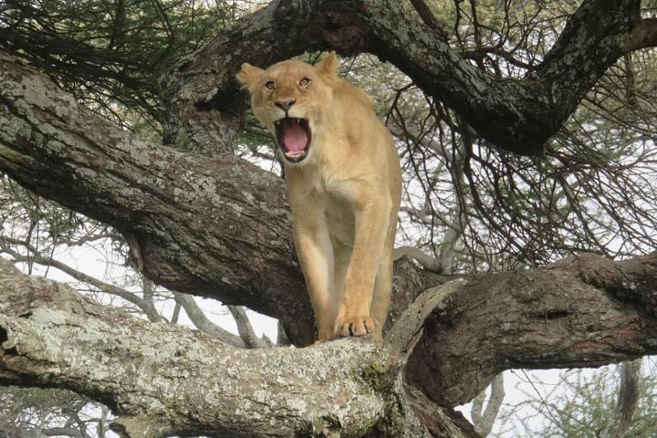 3 days leopard safaris