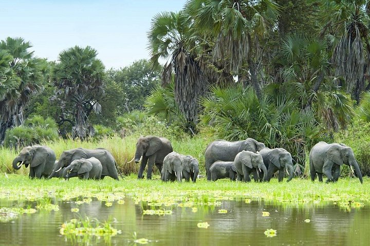 Crocodile Safari - 5 Days