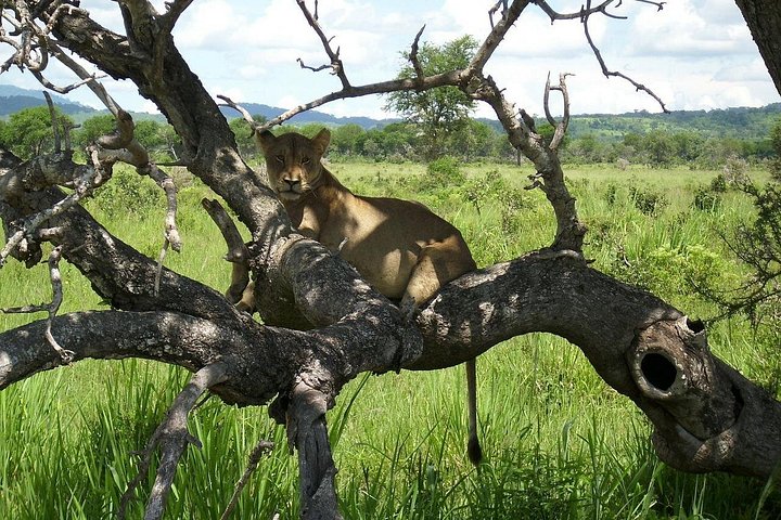 3-days In Mikumi And Udzungwa Mountain National Parks