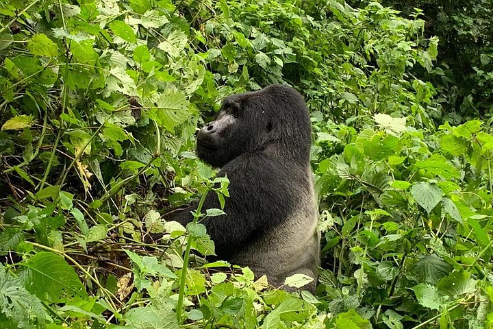 5 Day Gorillas, Wildlife and Kalinzu Forest Chimp Trek