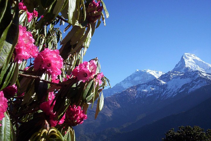 Poon Hill trek