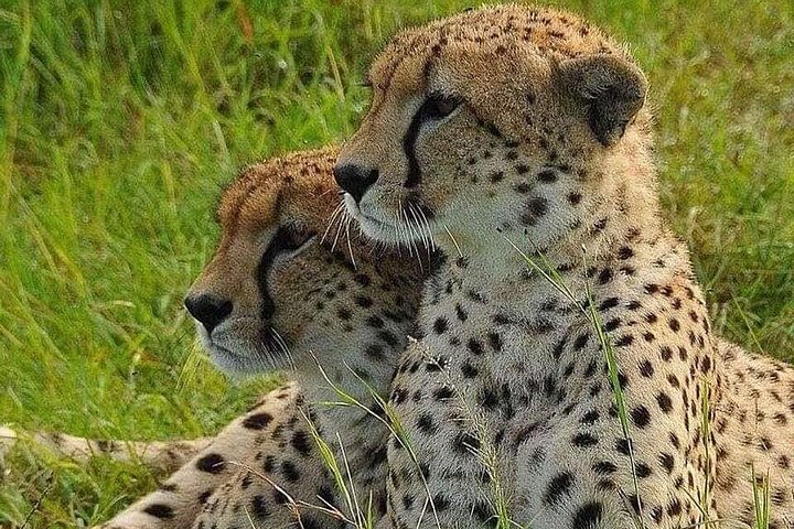 4 hours Nairobi National Park