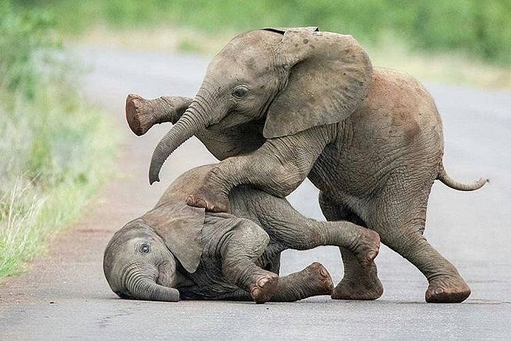 Day trip in Tarangire National Park