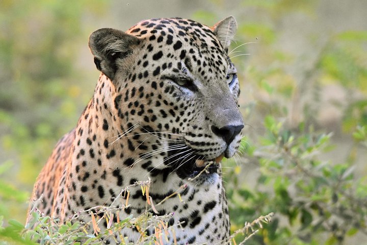Private Tour: YALA National Park from SHANGRI-LA, Hambanthota