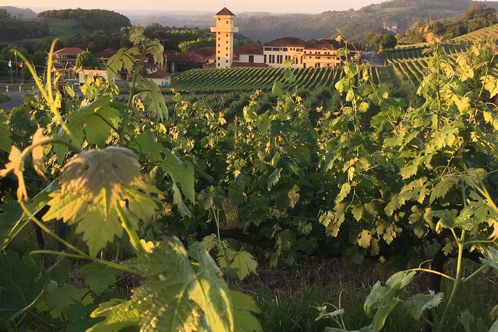 Private Tour of the Largest Wineries in Bento Gonçalves RS