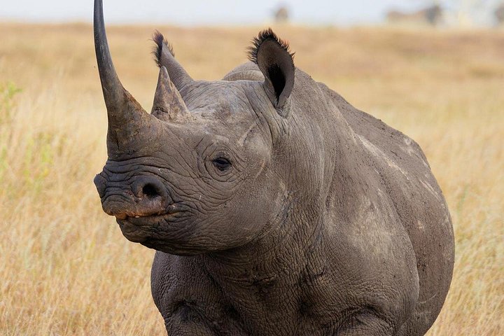 5-Days Masai Mara-Lake Nakuru-Sweetwaters