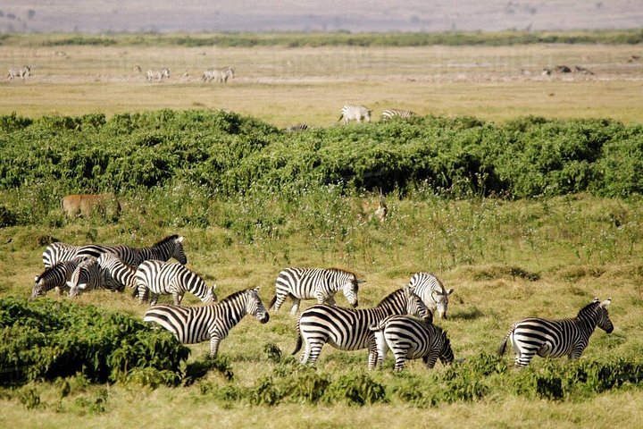 12 Days Honeymoon safari in Kenya