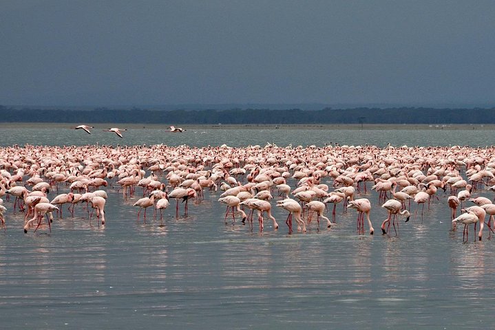 Make a date with Flamingos and Rhinos of Lake Nakuru National Park - 1 Day