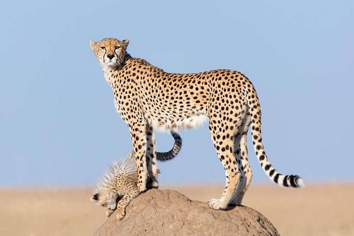 5 Days Kenya Budget Camping Safari Package