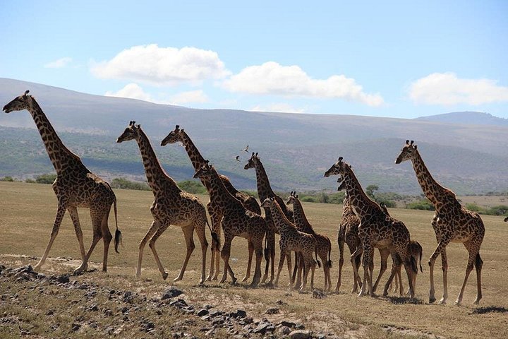 9-Day Wonders of Kenya & Tanzania Safari – Cross-Border Adventure