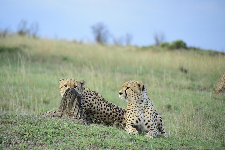 Nairobi National Park Tour