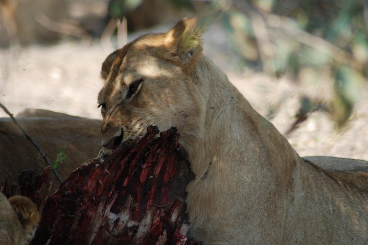4 Days Tanzania Camping Safari from Mwanza to Serengeti & Ngorongoro Crater
