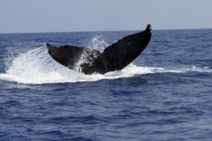 Big Island: Zodiac Raft Whale Watching Adventure