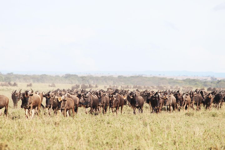 9-Day Serengeti Migration Footsteps Tanzania Safari