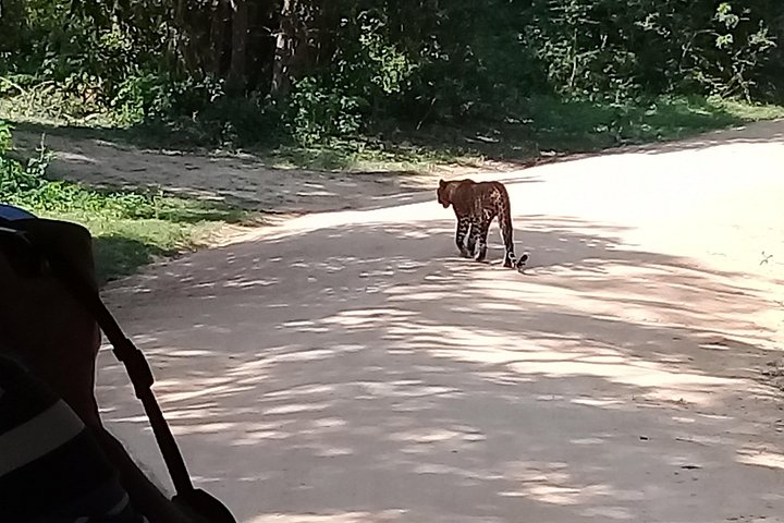 Yala Safari From Kaluthara - Bantota - ahaungalla -Hikkaduwa - And Surround