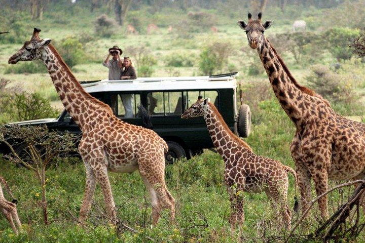 9-Days Best of Kenya's Wildlife Private Safari