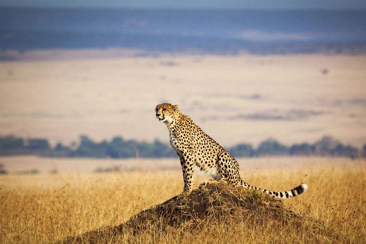 4 Days 3 Nights Serengeti National Park Tanzania Safari