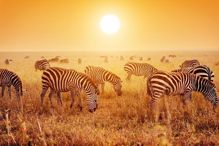 4 Days Mid-range Safari in Serengeti, Ngorongoro and Tarangire