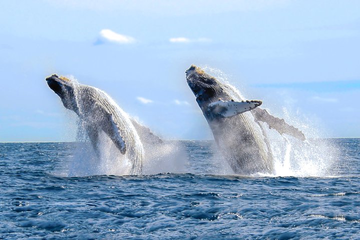 Puerto Vallarta Small-Group Whale Watching Experience