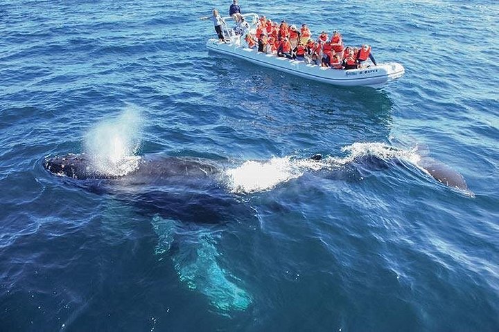 Cabo San Lucas, Mexico: Whale-Watching Cruise with Transfers
