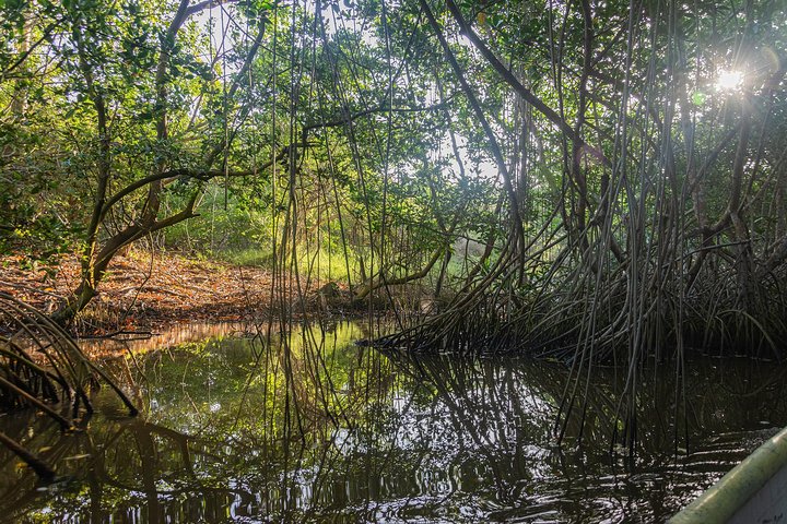 La Boquilla. Rhythms, Roots & Mangroves