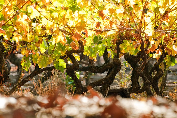 "Premium Wine Tour" Viña Cousiño Macul Oficial portugués