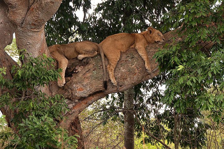 Uganda the Pearl of Africa Complete Wildlife 20 Day Safari