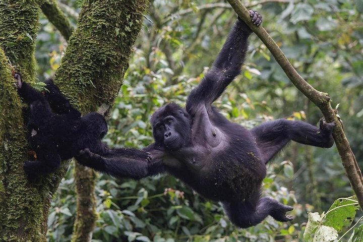 3 Day Gorilla Trekking Safari in Uganda - Budget Safari