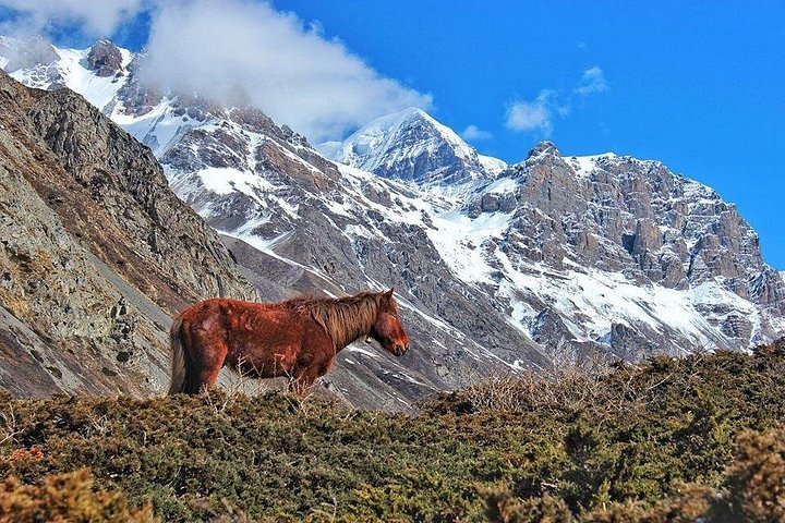 Annapurna Circuit Trek with Heritage Highlights
