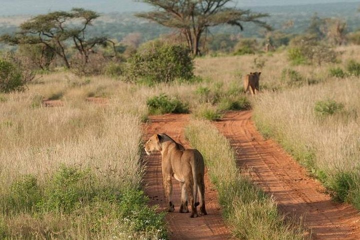 Nairobi National Park, Sheldrick Elephant, Giraffe Centre Tour