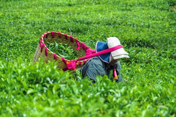 Tea & Sugarcane Plantation Colonial Tour ( Private Chauffeur-Driven Sedan)