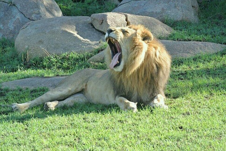 3 Days Luxury Safari